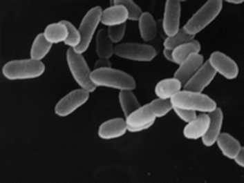 Archaea Image